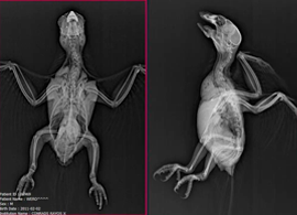 Imagen Clinica Veterinaria