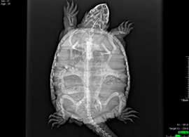 Imagen Clinica Veterinaria