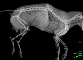 Imagen Clinica Veterinaria